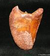 Inch Carcharodontosaurus Tooth - Nice Enamel #1262-1